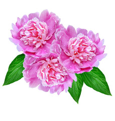 Colorful bright flowers peonies isolated on white background.