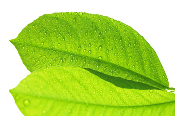 Fototapeta na wymiar Fresh green leaf with raindrops isolated on white background