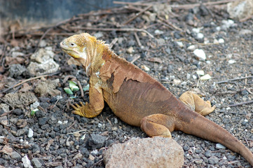 Galapagos land iguana close up