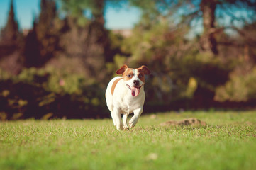 Naklejka na ściany i meble Cute jack russell is running in grass field