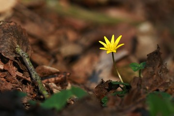 Yellow flower with sharp petals