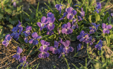 Violet flowers in wet morning sunrise time