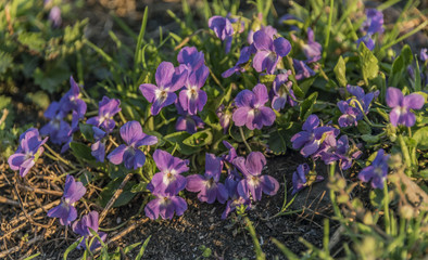 Obraz premium Violet flowers in wet morning sunrise time