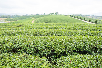 Fototapeta na wymiar Organic tea growth in highland