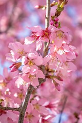 spring bloom tree with pink flowers