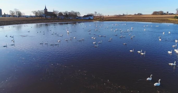 Flock of swans swims in a flooded farm field in Springtime, Wisconsin.
