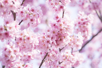 Fototapeta premium 桜の花