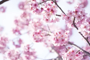 Tableaux ronds sur aluminium brossé Fleur de cerisier 桜の花