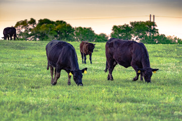 Angus cows grazing at dusk