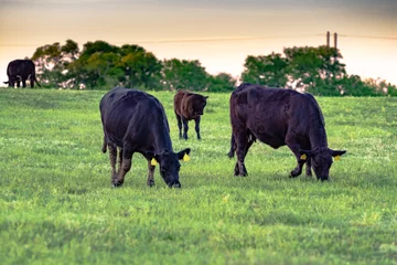 Crédence de cuisine en plexiglas Vache Angus cows grazing at dusk