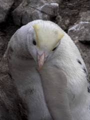 great rarity white, Rockhopper Penguin, Eudyptes chrysocome, with photographer, Sea Lion Island, Falkland  / Malvinas
