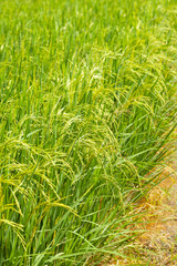 Rice in the rice fields