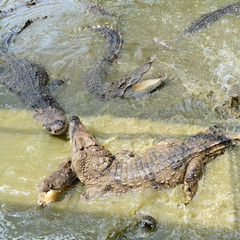 Crocodiles fighting in the pond.