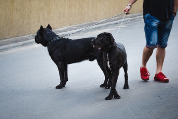 Two cane corso in the leash on the street