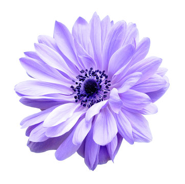 mona lisa blush flower