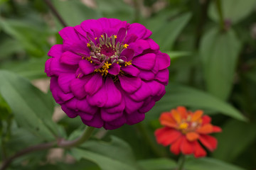Obraz premium Zinnia is blossoming