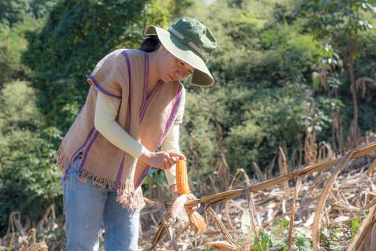 asain woman harvests corncobs in the field in sunshine day