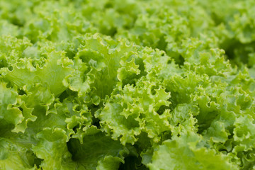 abstract Background green leafy vegetables. lettuce.