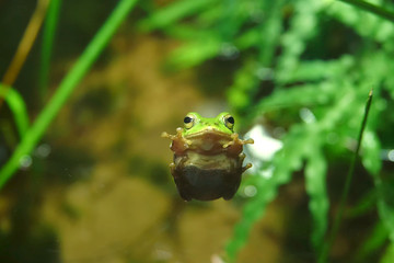 アマガエルのいないいないばぁ