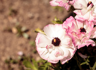 Ranunculus flower premier bi color mix