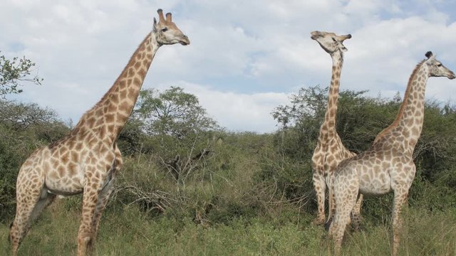 Three African giraffes in a herd - 4K
