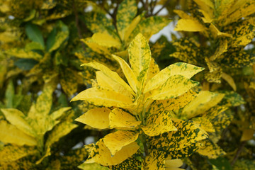 Yellow leaves on a white background. Autumn
