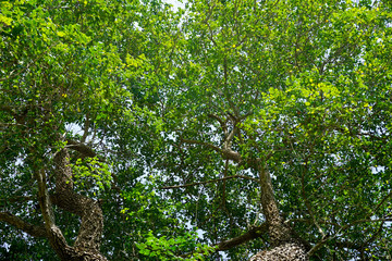 The green trees top in forest, blue sky and sun beams shining through leaves