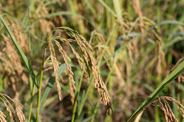 Rice fields in the background blur.