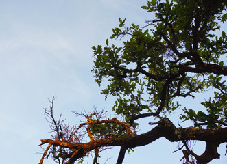 dead branch tree with the blue sky and cloud. high contrast style photo