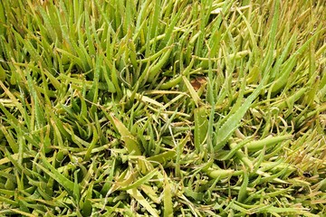 fresh green Aloe vera plants in nature garden