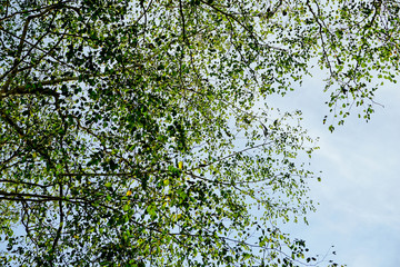 Background of tree & blue sky.