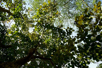 Beautiful trees on sky background