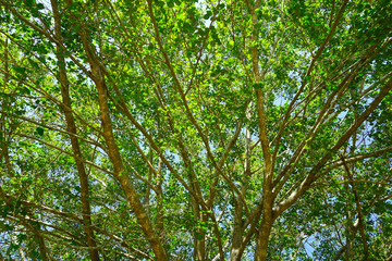  Tree with green leaves in spring season.
