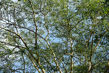 Fototapeta premium Under the shade of tall trees