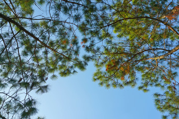 Beautiful pine branch on background blue sky