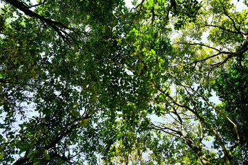 green forest background in a sunny day