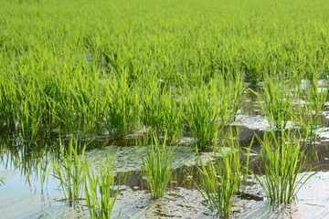 初夏の水田
