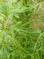 green fern as a background, close-up.