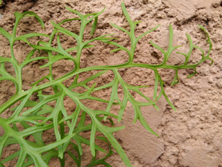 Three green leaves of fern