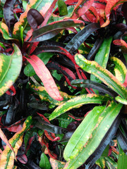 Red and yellow corkscrew fire croton tropical plant