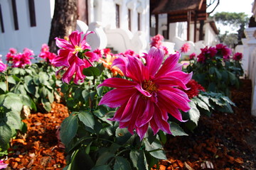 Close-up of beautiful pink flower in the garden