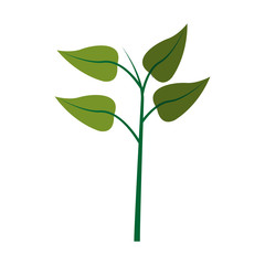 plant with green leaves over white background. colorful design. vector illustration