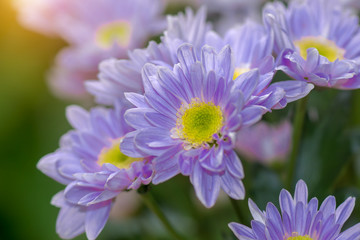 Purple chrysanthemum flower.