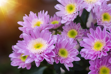 Close up of Purple chrysanthemum flower