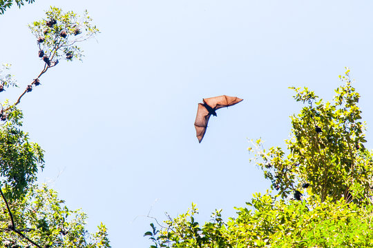 Australian Fruit Bat in flight