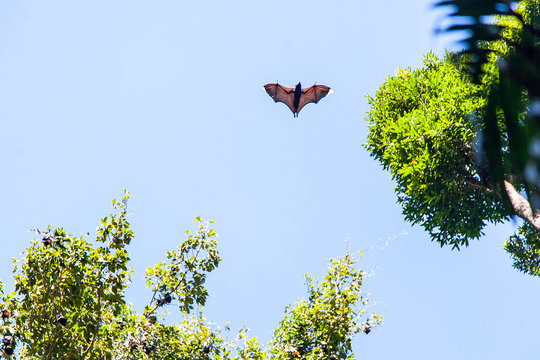 Australian Fruit Bat in flight