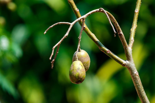 Ambarella,fruit.