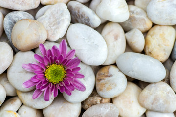 Fototapeta na wymiar Chrysanthemum and white stones.