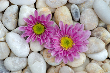 Obraz na płótnie Canvas Chrysanthemum and white stones.