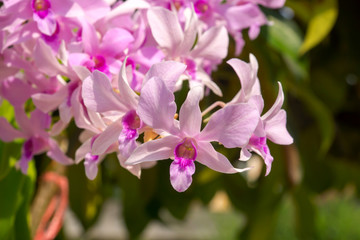 Fototapeta na wymiar beautiful orchid flower.